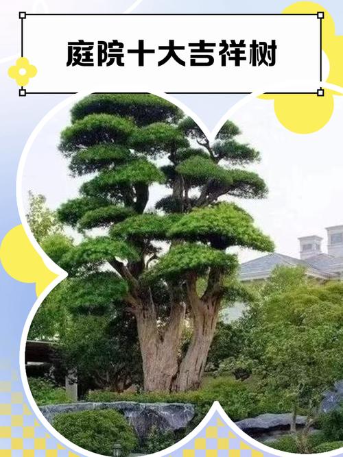后院种树究竟指的是哪个生肖的象征？