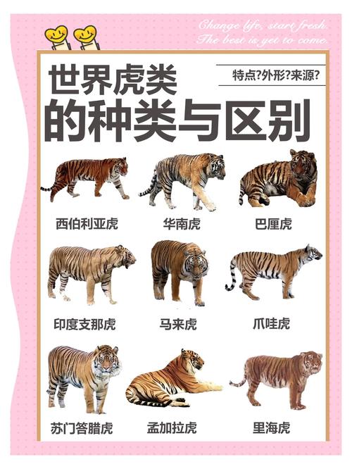 为什么说早上出生的老虎比晚上出生的老虎更优越呢？