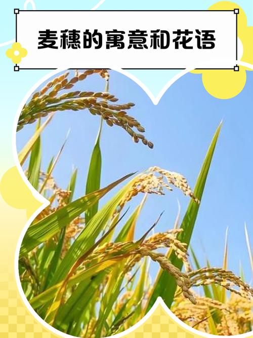 梦见麦子预示着什么吉凶？是好运还是不幸？