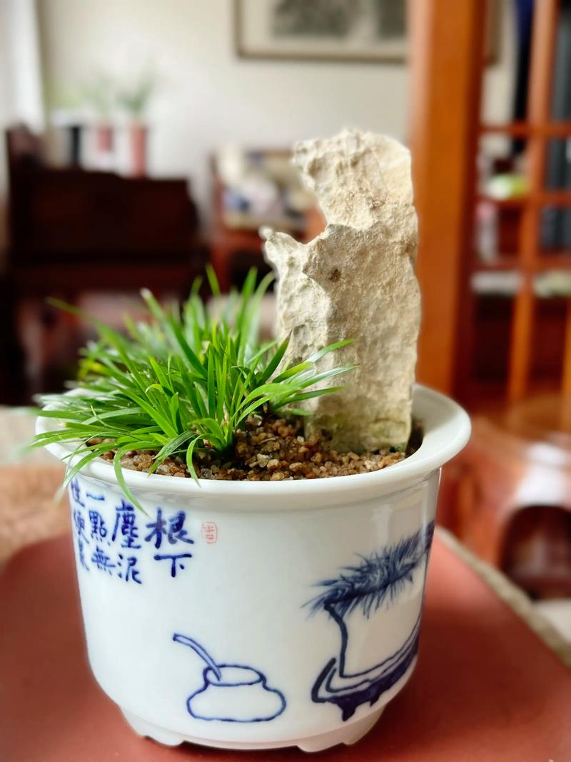 菖蒲放在客厅养是否合适？有什么梗好的摆放位置推荐？