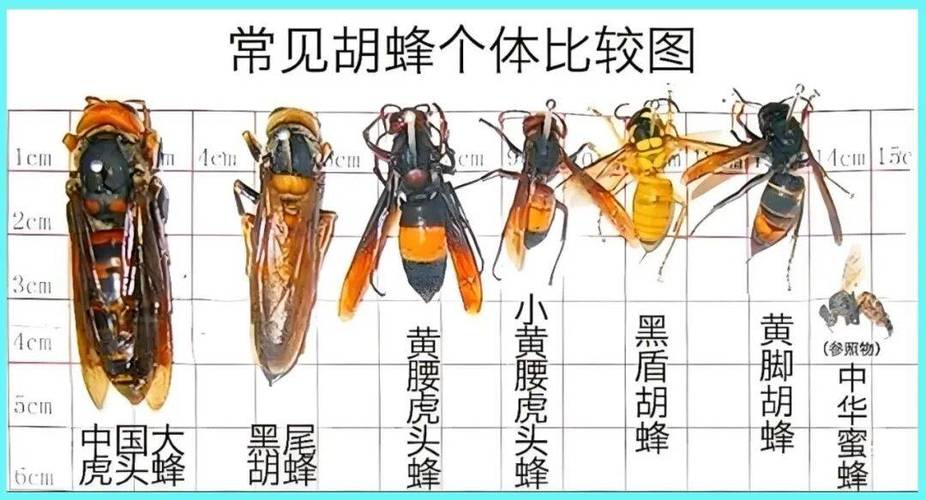 梦见黄蜂和死人预示着什么？蜂群蛰死人的梦境好不好？