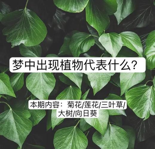 梦见满地绿色植物预示着什么吉凶？