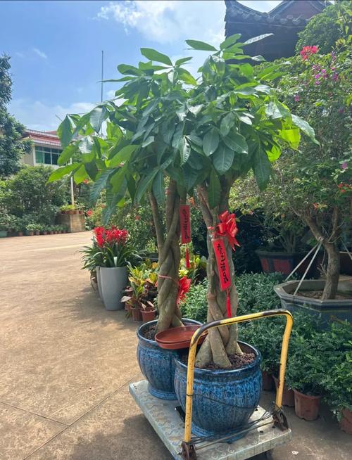 有哪些寓意吉祥的植物可以用来装饰家居或送礼？