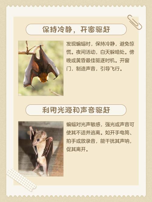 家里不慎进入蝙蝠，这究竟预示着什么不祥的征兆？