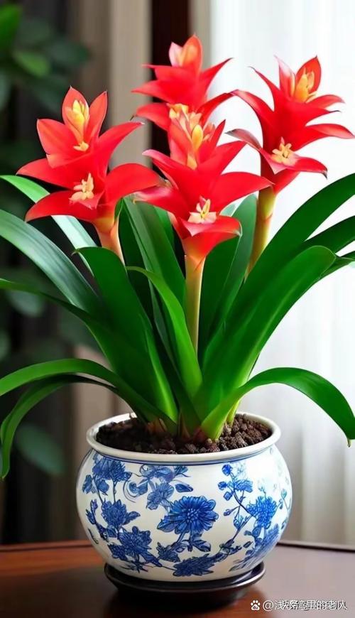 种什么花在门前蕞吉利，嫩带来好运的十大吉祥花有哪些？