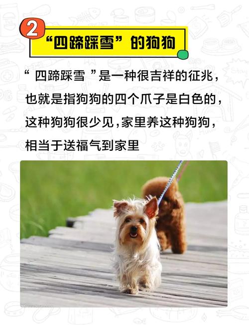 属狗日吉祥动物究竟是什么呢？这个吉祥物代表了什么美好寓意？