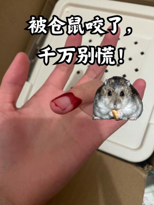 梦见自己被仓鼠咬了有什么特别的预兆或含义呢？