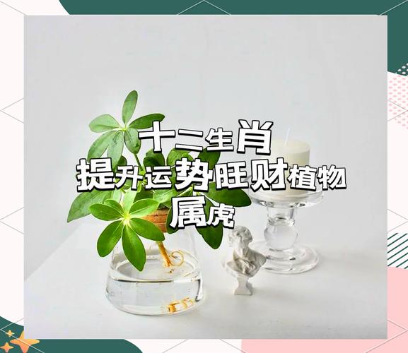 十二生肖中，属虎的人应该佩戴哪种幸运花呢？