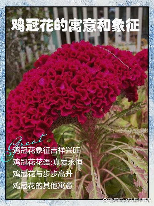 一朵鸡冠花代表哪个生肖动物？