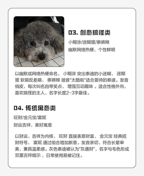 灰色泰迪狗取什么名字既旺财又符合风水？