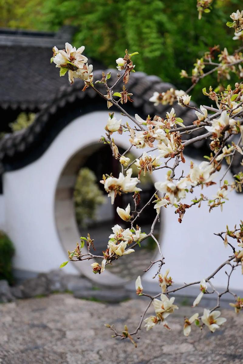 什么生肖的幸运植物是玉兰花？