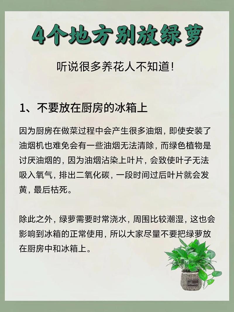 绿萝放在门口风水有哪些禁忌，有没有什么忒别的说法？