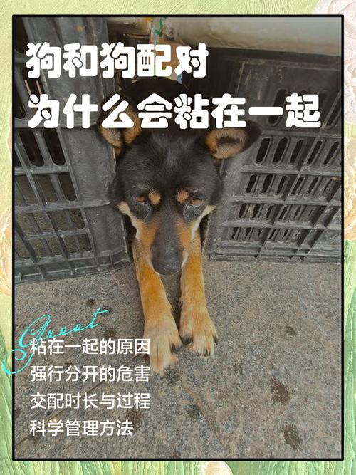 属狗男性在恋爱中会表现出怎样的粘人倾向？他们的感情态度如何？