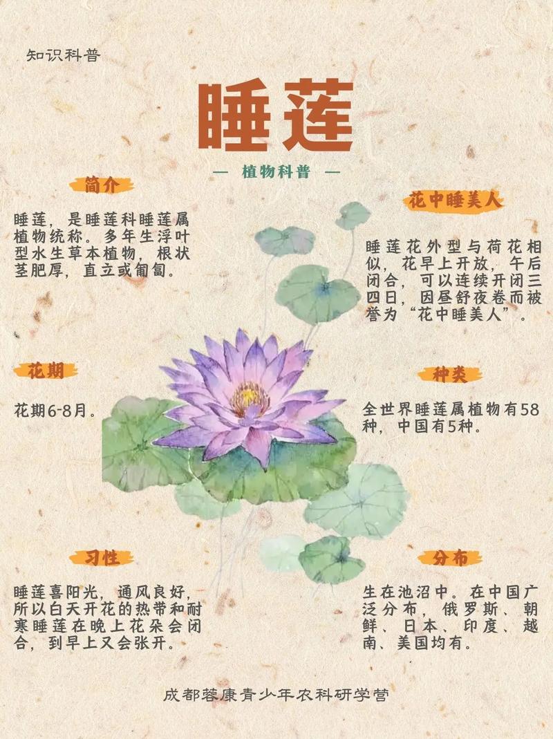 莲字五行属什么取名寓意有哪些，能否详细解释一下？