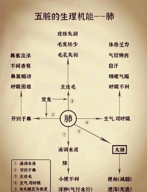 五脏的生理功能特点具体有哪些表现？