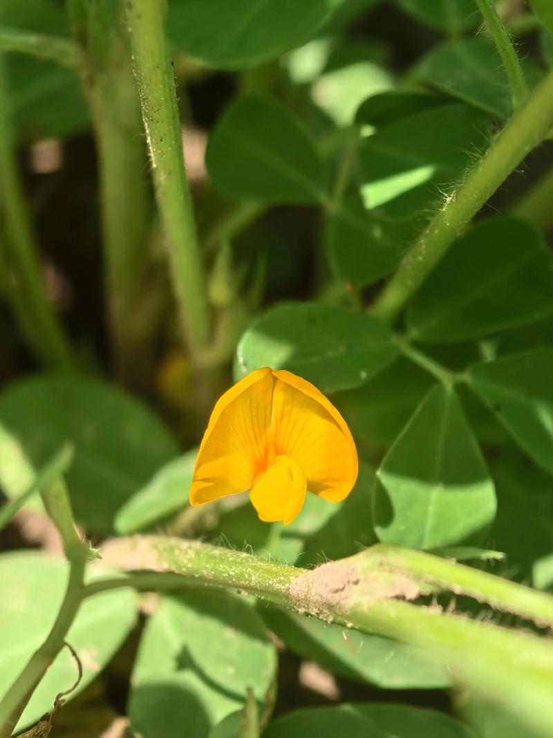 落花生偷偷地开花，这是什么植物的特殊习性？
