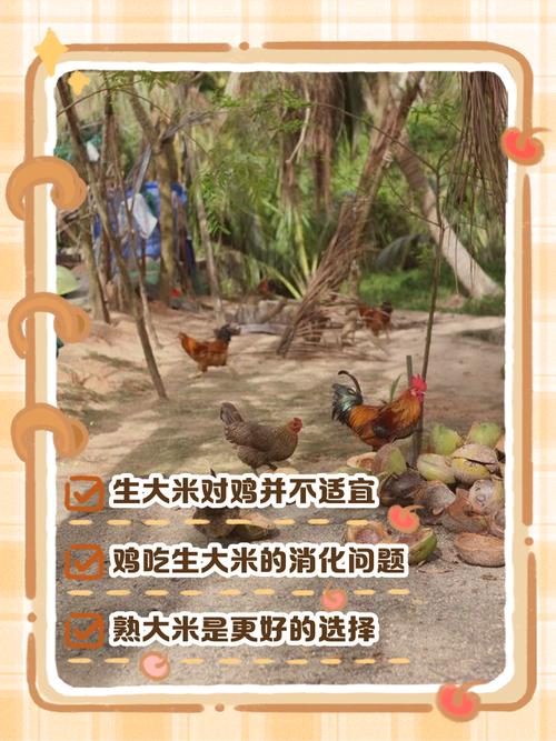 刚出生的小鸡能直接吃大米吗？有没有什么食物不能吃？