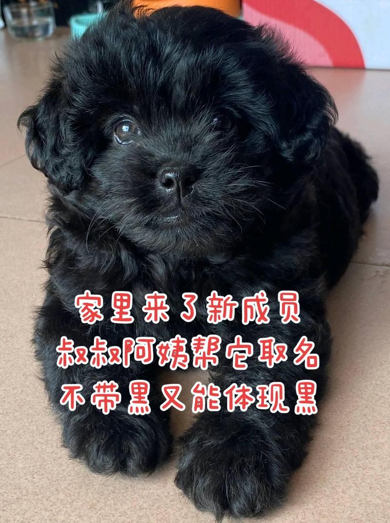 有哪些好听的名字可以给纯黑色的小狗？