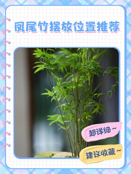 凤尾竹摆客厅风水有讲究吗？