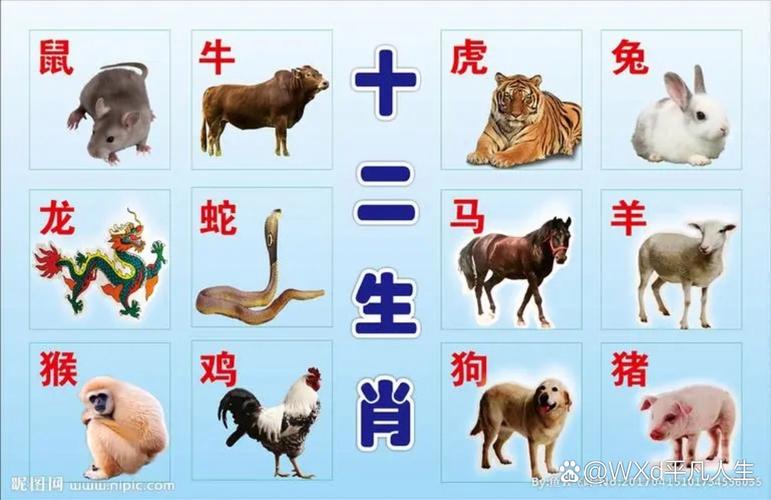 哪个生肖的雄性动物性格忠厚，是虎、鸡还是狗？