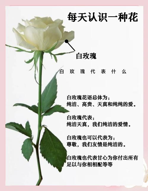 白色玫瑰寓意纯洁，适合送给哪种人？