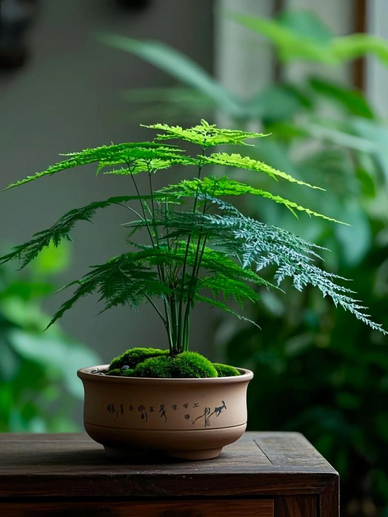 文竹在风水上具有聚财寓意吗？它是不是招财的植物呢？