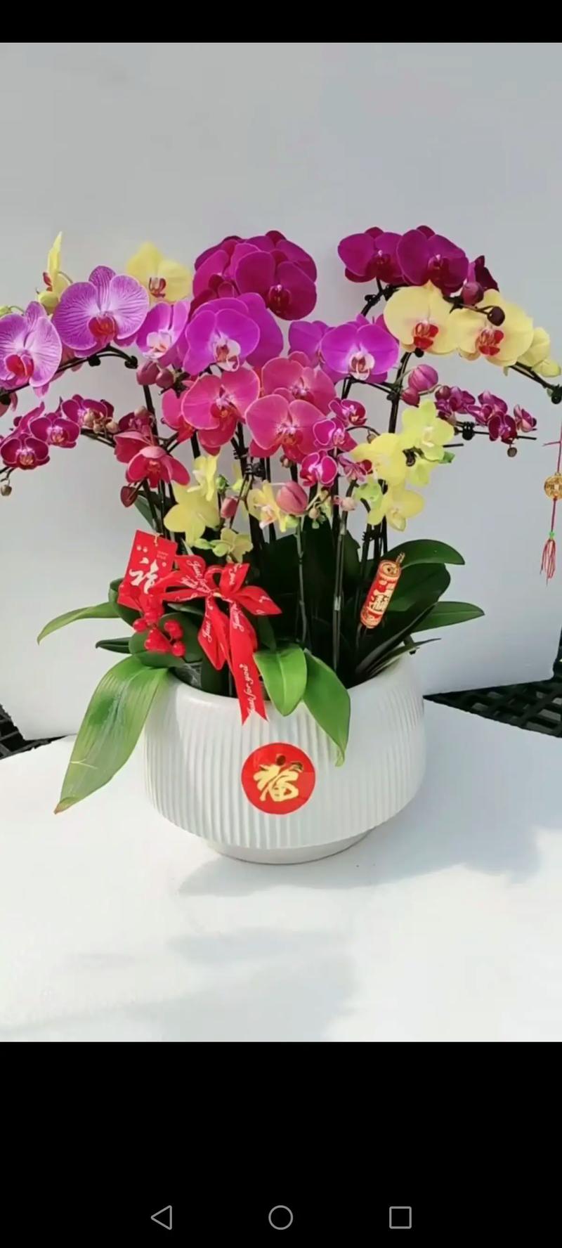 客厅摆放哪种花卉风水佳且能招财？