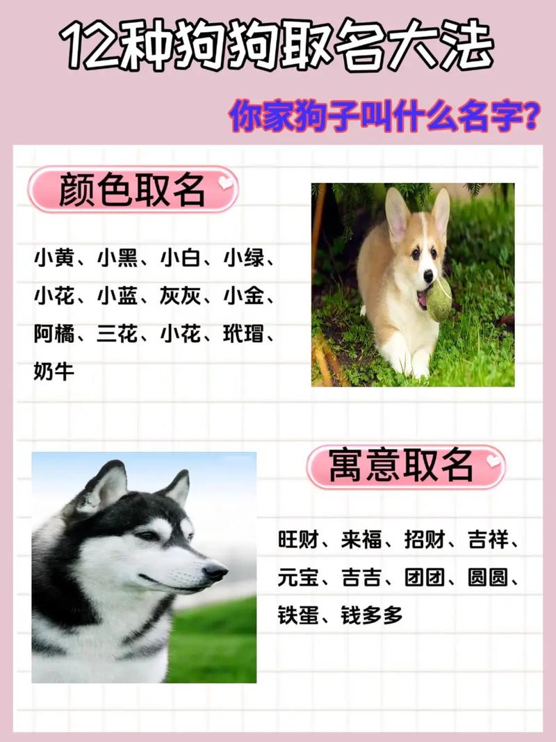 有什么好听的名字可以给两只小狗狗取呢？