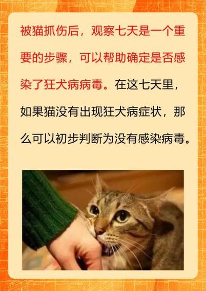 梦见老公手被猫抓伤预示着什么？有什么特殊含义吗？