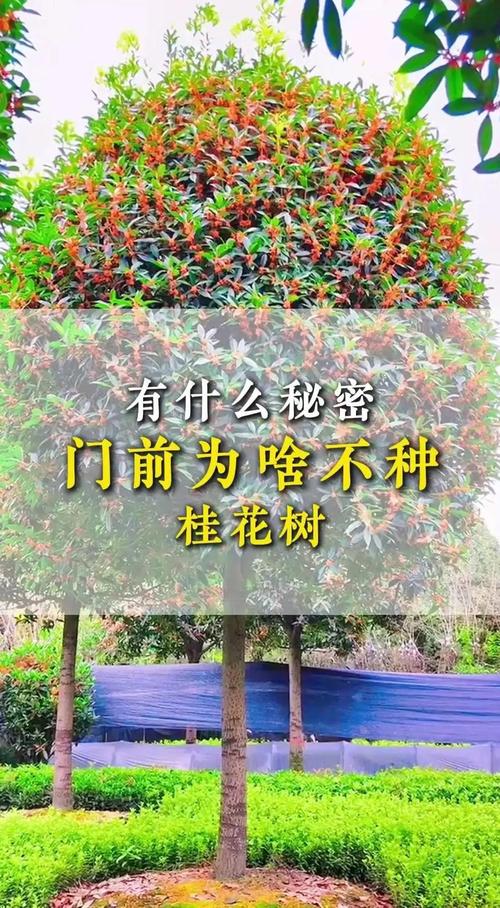 家门口桂花树风水寓意如何？对家居运势有啥影响？