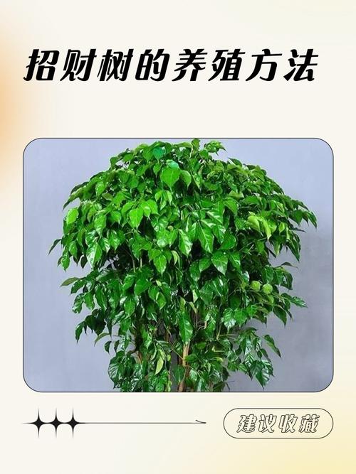 双鱼座的幸运树究竟应该买哪种树来养护呢？
