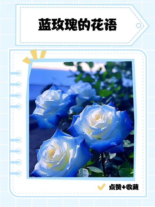 蓝色妖姬花语究竟象征着怎样的情感寓意？