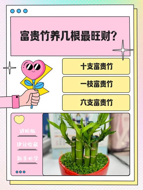 富贵竹养几根才能带来财运？