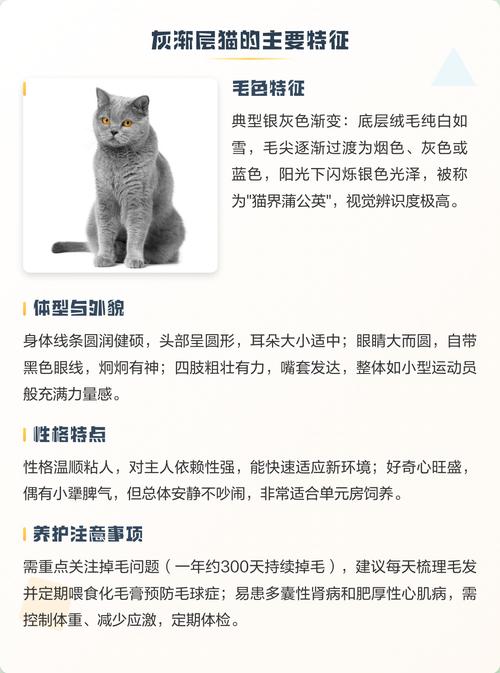 有哪些独特洋气的名字适合灰色的小猫？