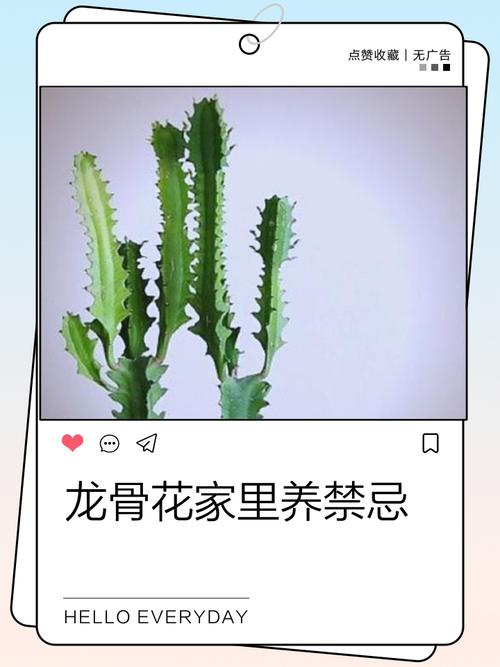 龙骨花为什么在风水上被认为不宜养护，有哪些禁忌需要注意？