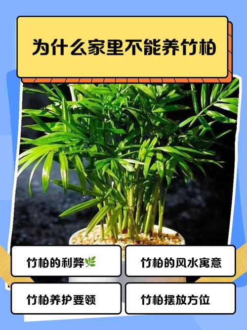 为什么千万不能在家里养竹柏？