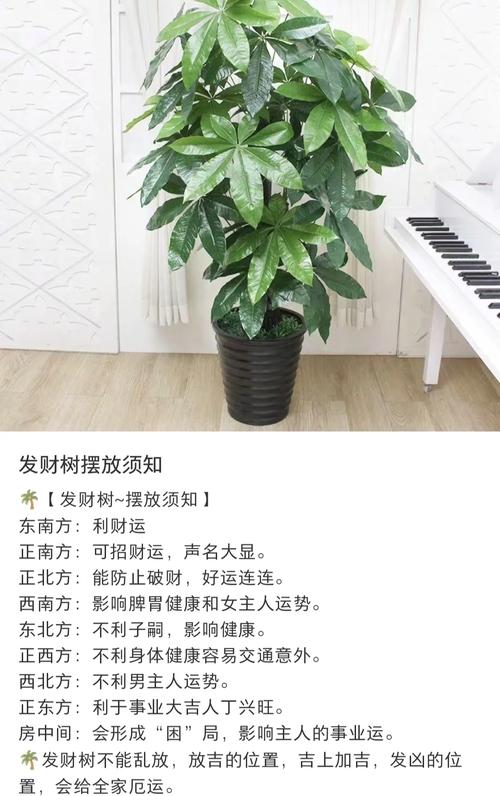风水学中，发财树应该摆放在哪个方位才能带来财运？