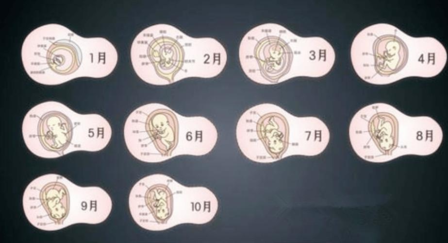 八月底怀孕的宝宝什么时候出生，预产期是哪个月份？