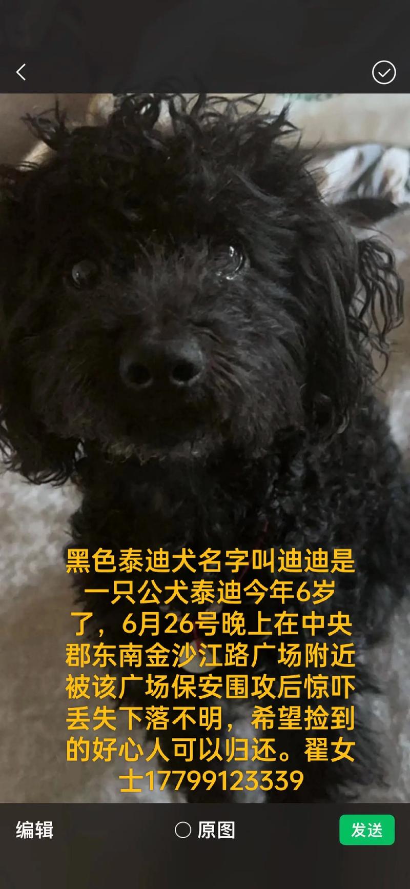 有哪些名字适合黑色的泰迪犬？黑色泰迪名字大全集推荐？