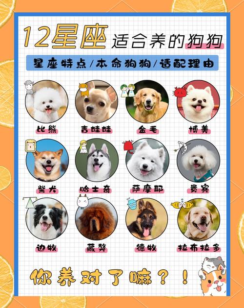 拉布拉多犬最适合与哪个星座配对，竟然连狗都不愿意谈论的四大星座是哪几个呢？