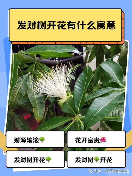 梦见发财树开花了是什么吉兆？周公解梦有何解释？