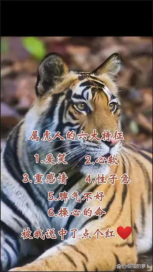 属虎人的性格特点有哪些具体表现？