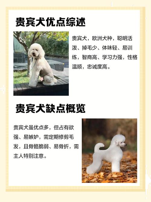 喜欢养贵宾犬的男人，他们的性格特点究竟是怎样的呢？
