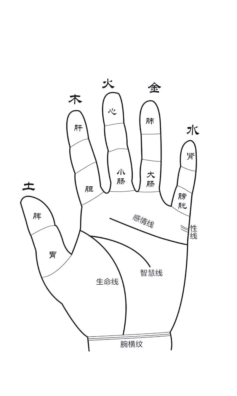 手指天干地支五行对照表，手指分别对应哪一五行？