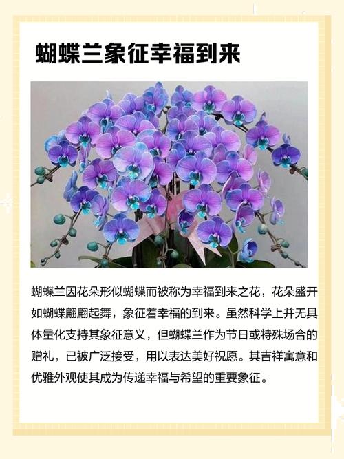 蝴蝶兰花语和象征寓意究竟是什么？