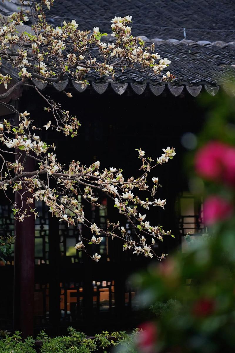 什么生肖的幸运植物是玉兰花？