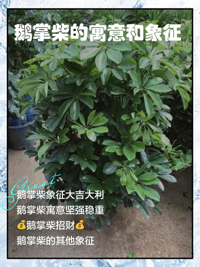远五行属木的植物叫什么名字，有什么寓意？