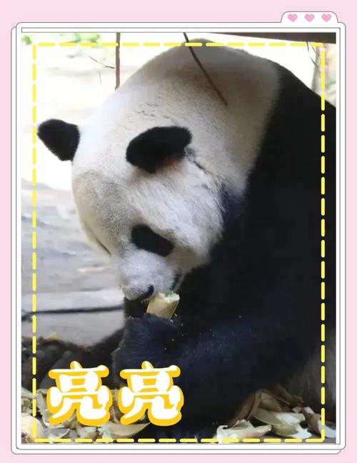 大熊猫的五行属性究竟属土还是水，有没有什么宠物类型适合我这样的性格和生活方式？