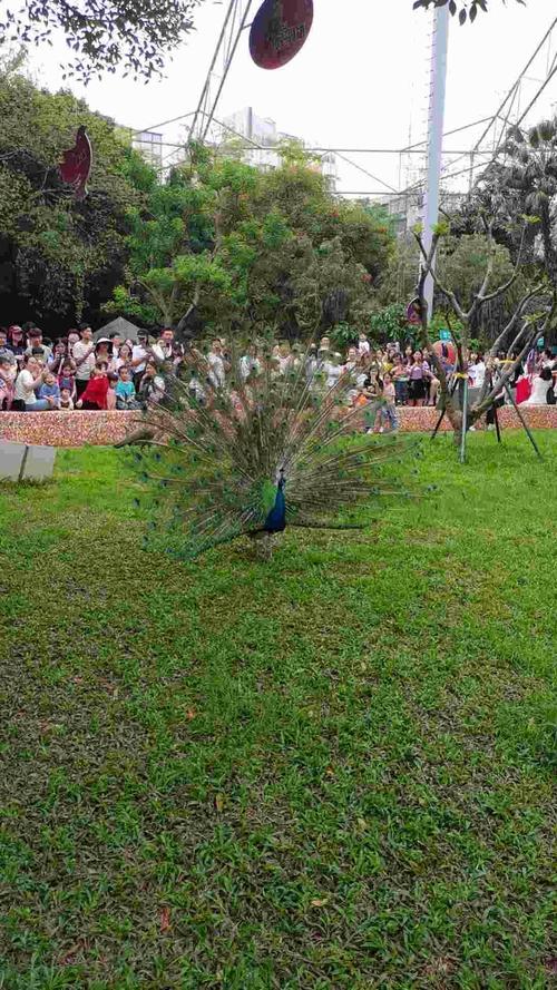 为什么动物园里的孔雀开屏这么难得一见，是不是彳艮难遇到呢？