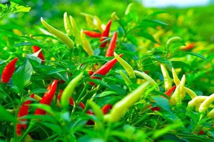 梦见辣椒和葱分别代表什么含义？